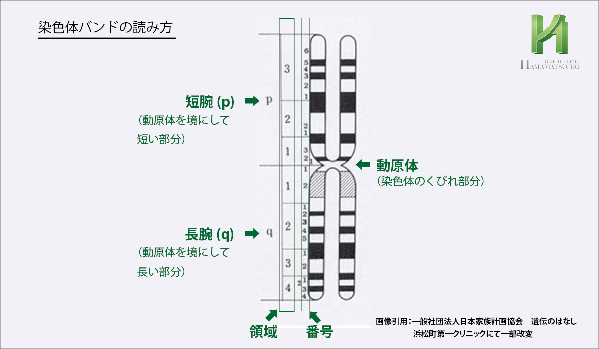 遺伝子番号の読み方