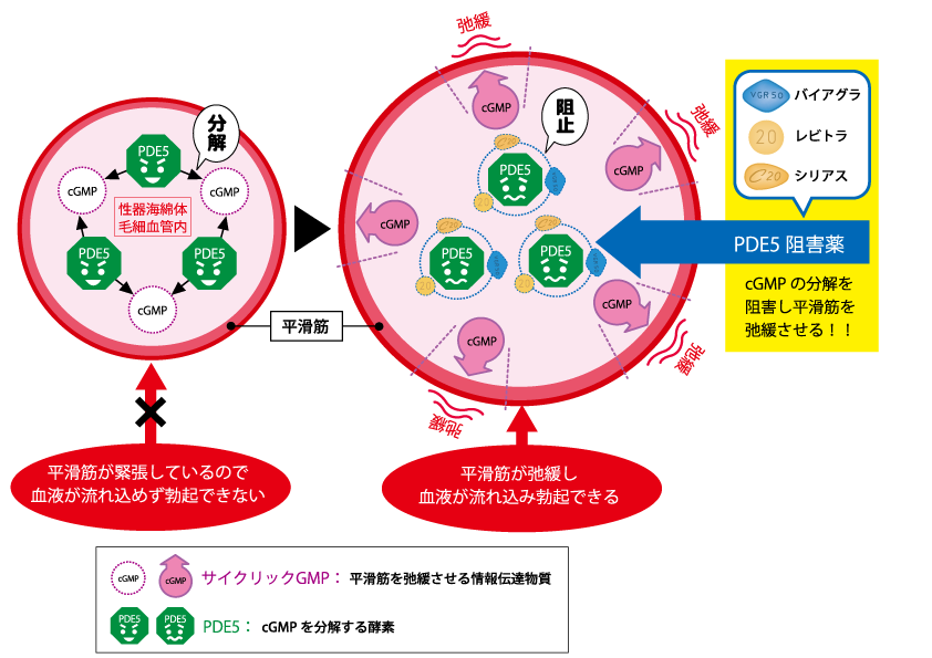 PDE5阻害薬の作用機序