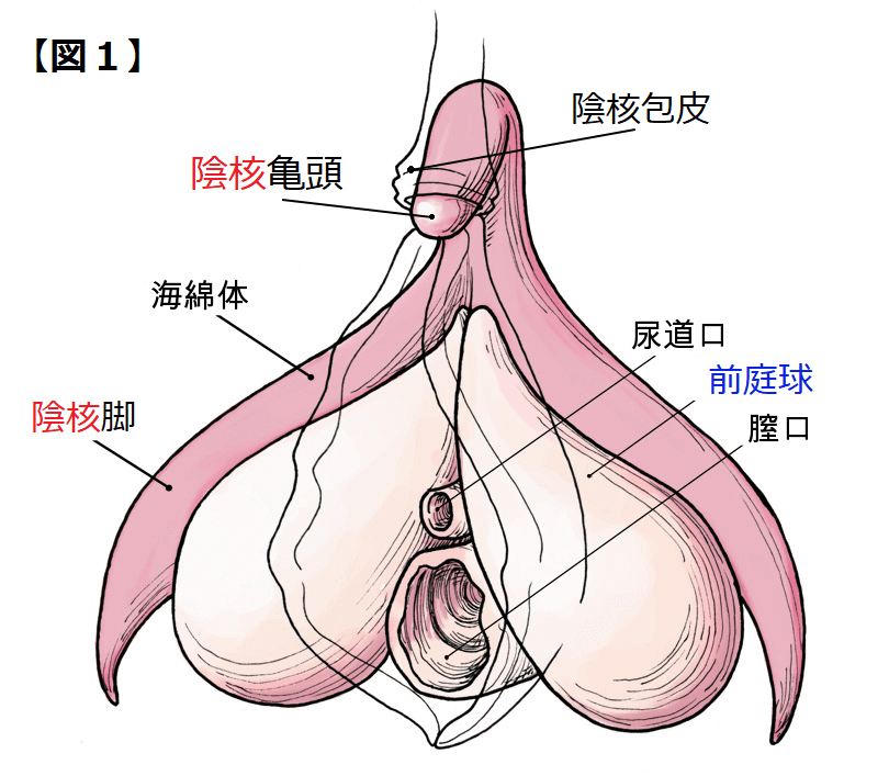 女性器の体内にある陰核体と前庭球