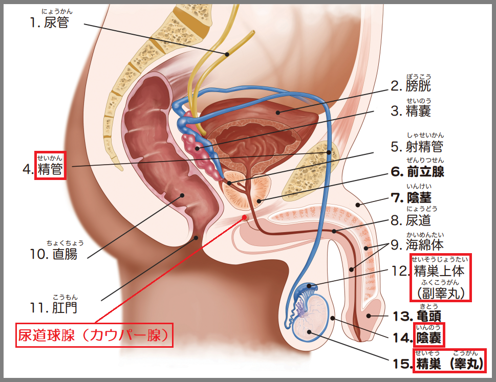 精子の製造と射精の仕組み Edとは 浜松町第一クリニック