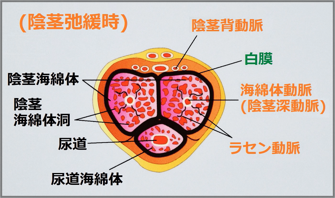 する コ チ 成分 大きく ん