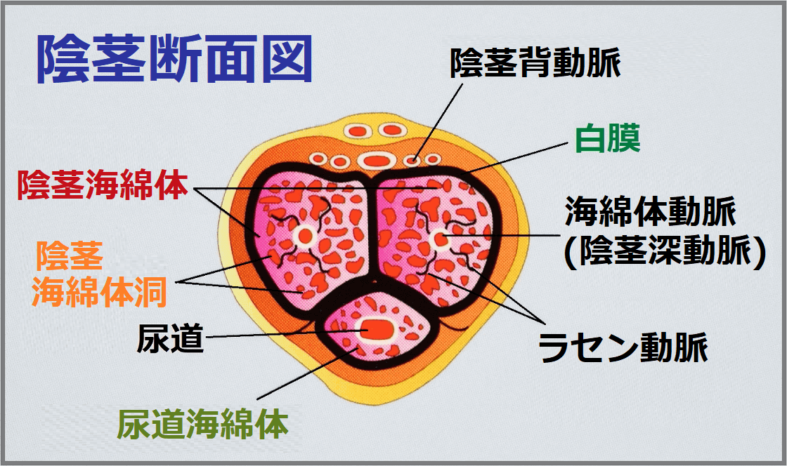 精子の製造と射精の仕組み 浜松町第一クリニック