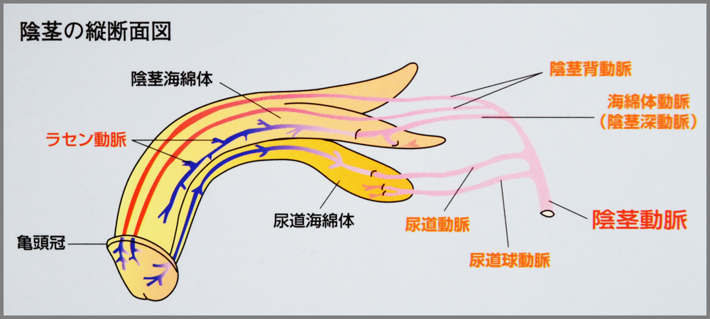 大きく 海綿体 【泌尿器科の専門医が解説】ペニスを大きくする方法〜自力・サプリ・器具・手術〜