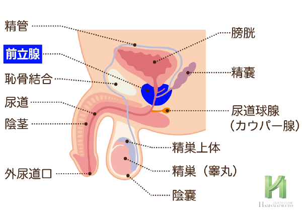 前立腺の位置