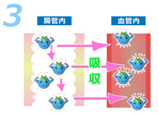 勃起不全は不可逆的です