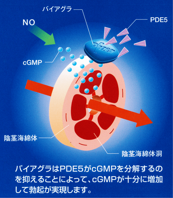 亜鉛は勃起不全を補います