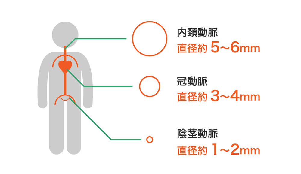 動脈の太さ