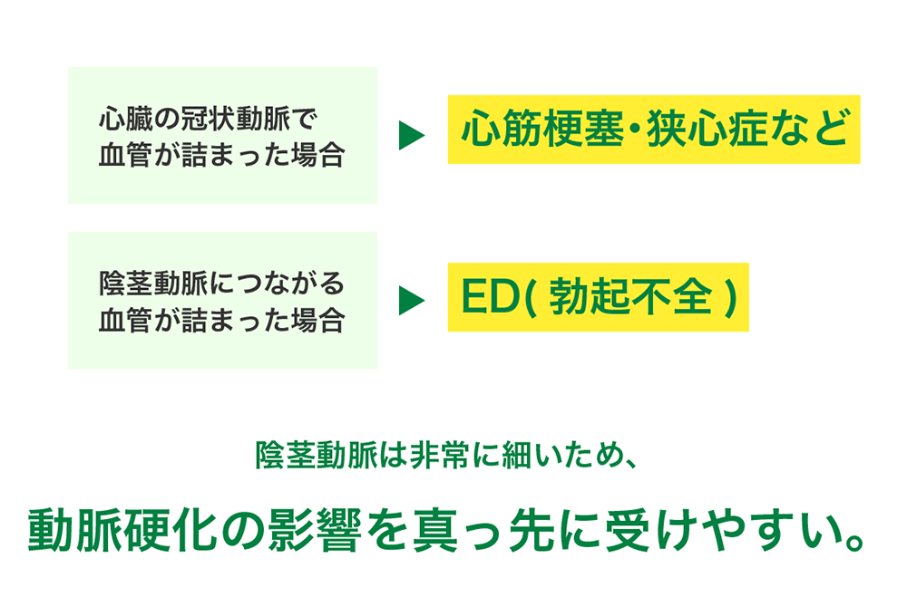 陰茎動脈の影響