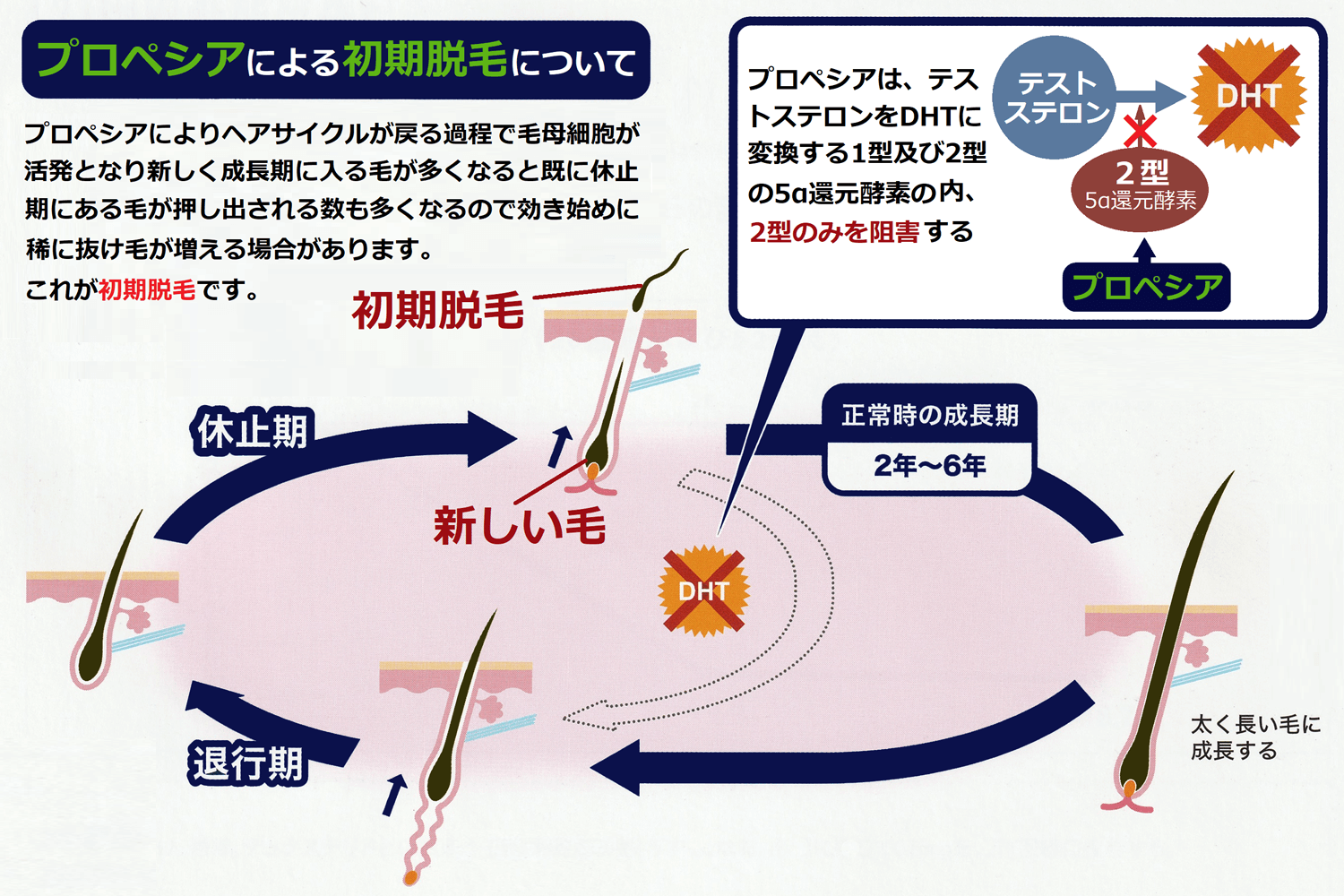 プロペシアによる初期脱毛について