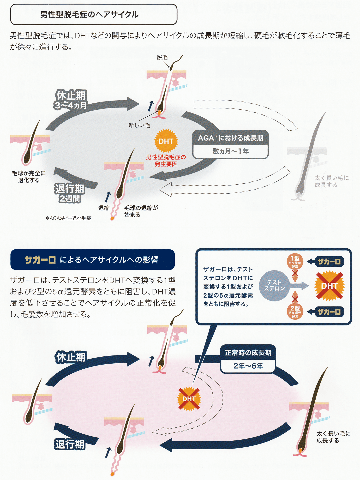 ザガーロの作用機序|図解